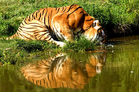 Ontdekkingsweekend in Nantes met toegang tot Planète Sauvage