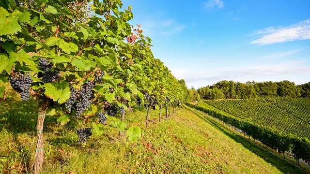 Gastronomisch uitje met diner in een luxe hotel midden in de natuur van Rioja