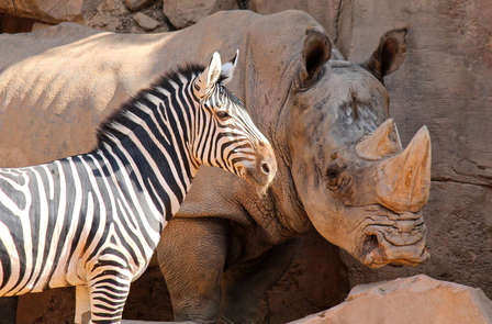 Gezinsuitje naar Valencia met tickets voor Bioparc