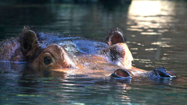 Escapada a Valencia con entradas al parque Bioparc incluidas en la escapada