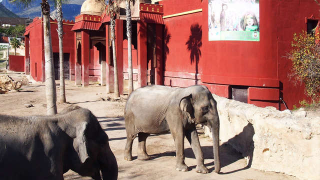 Escapada en Suite familiar con entradas al parque Terra Natura Benidorm
