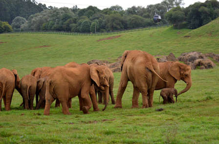 Escapade avec entrées au parc de Cabárceno et visite de la cave Picos de Cabariezo à Suances