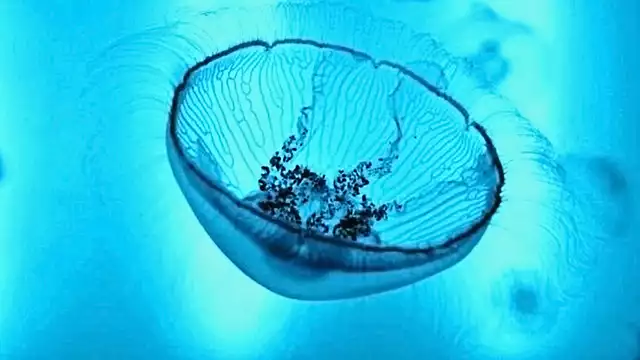 Séjour à Saint-Malo avec entrées pour l'aquarium et accès spa inclus