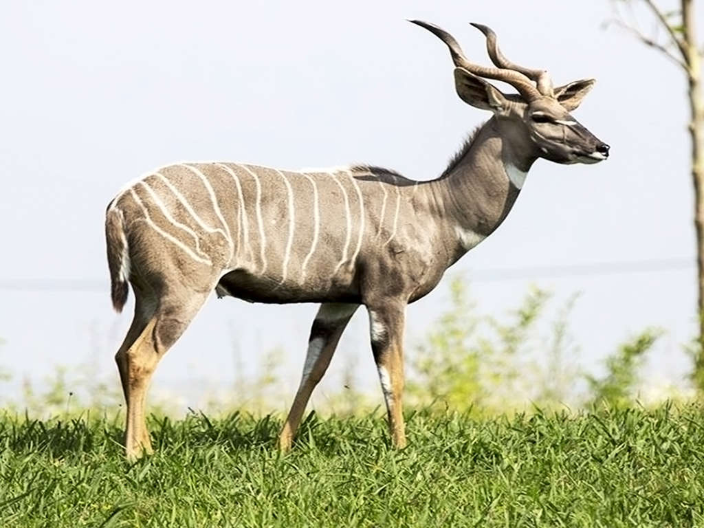 Détente au coeur de la Vallée de la Loire avec entrées au ZooParc de Beauval - 2* - 8