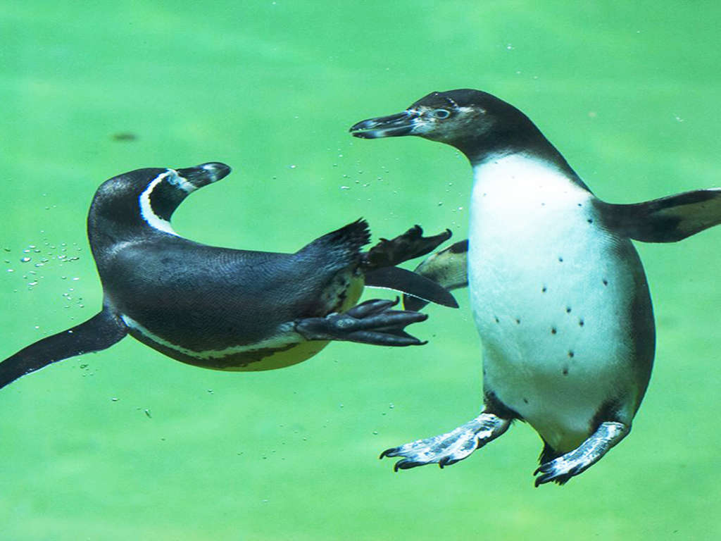 Appartement à la Roche-Posay avec visite du Zoo de Beauval en famille - 3* - 11