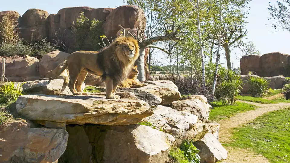 Notte di charme in un castello con ingressi allo ZooParc di Beauval