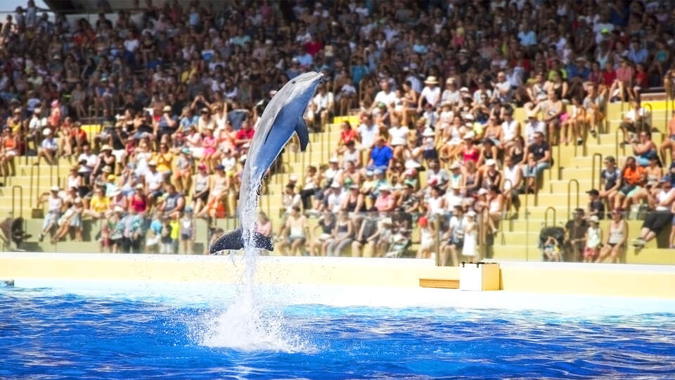Partez a la decouverte des otaries et des dauphins du Marineland