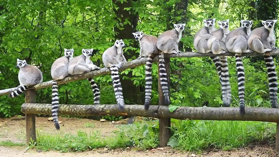 Entrees au Parc de la Vallee des Singes et sejour dans un hotel de charme pres de Poitiers