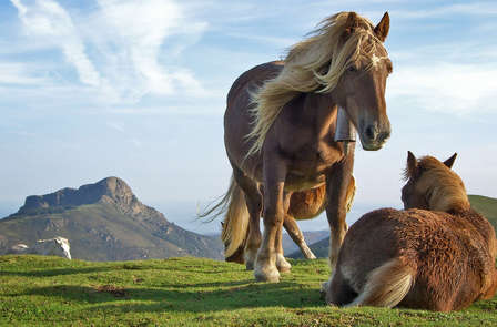 Natuur special: Ontdek de natuur van Salamanca met rit te paard (vanaf 2 nachten)