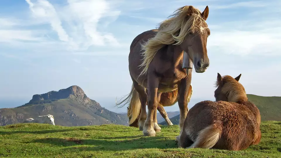 Descubre la naturaleza de Salamanca con paseo a caballo y comida tipica desde noches
