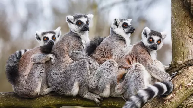 Fuga in famiglia a Murcia con biglietti per lo zoo di Terra Natura