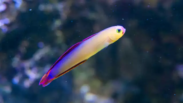 Even weg met de familie naar het Sea Life Aquarium