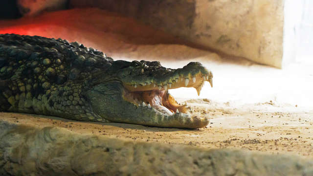 Visita el acuario más grande de Europa y alójate en este exclusivo hotel en el corazón de Zaragoza