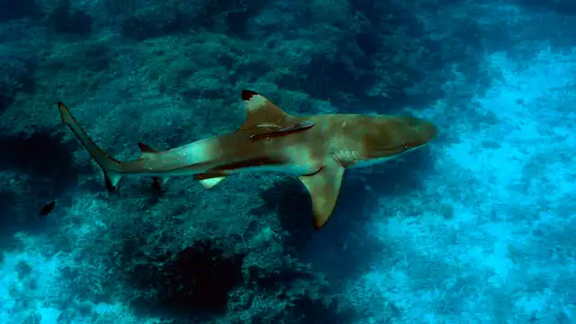 Découvrez Rennes et l'Aquarium de Saint-Malo le temps d'un week-end !