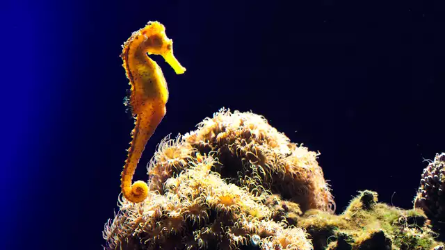 Séjour en famille à Saint-Malo avec découverte du Grand Aquarium